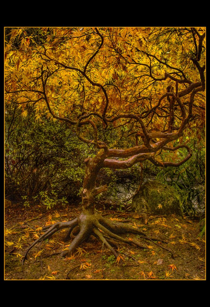 Fall Tree - Neal Thompson